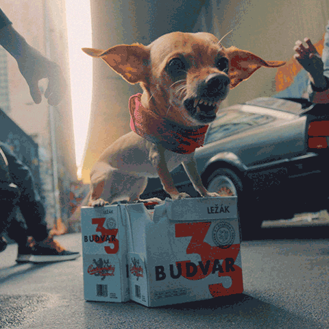 Budvar dog angry beer chihuahua GIF