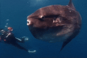 national geographic ocean GIF