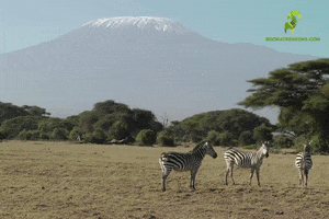 Bookatrekking zebra kilimanjaro bookatrekking GIF
