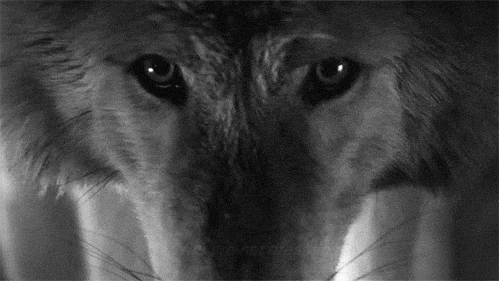 Wolves always run at the pace of the young, sick and/or elderly. Not at the Alpha’s pace. You’ll often find them at the back making sure everyone is present.