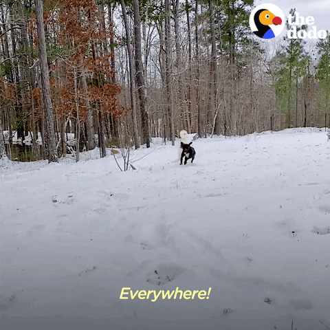 Dog Playing GIF by The Dodo