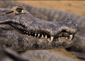Crocodile Flirting GIF