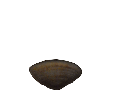 shell
