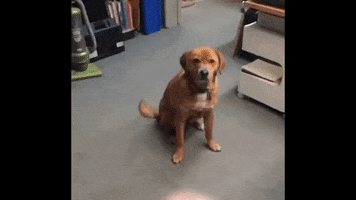 matt_che dog monday frisbee GIF