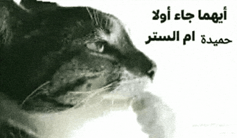 4Li41Ssa GIF