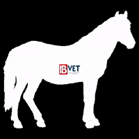 Horse Veterinaria GIF by IBVET