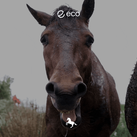 Uts GIF by Eco