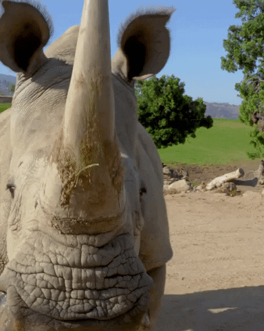 Happy Safari Park GIF by San Diego Zoo Wildlife Alliance