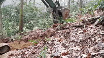 Trees Grading GIF by JC Property Professionals