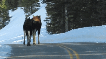 Yellowstone National Park Funny Animals GIF by Storyful