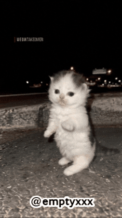 Cat GIF