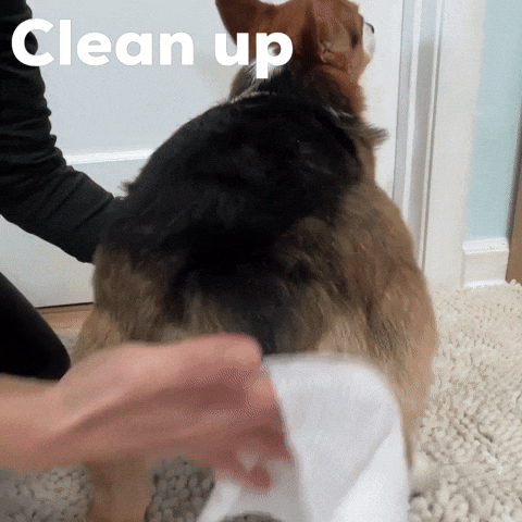 Clean Up Dog GIF