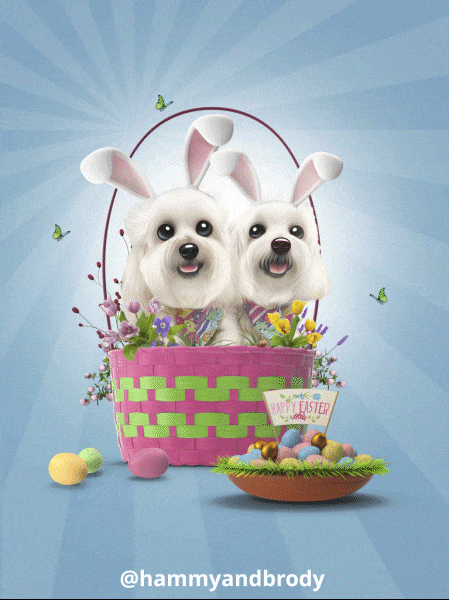Easter Eggs Dogs GIF by HammyandBrody