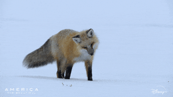 Fox Snow GIF by Nat Geo Wild