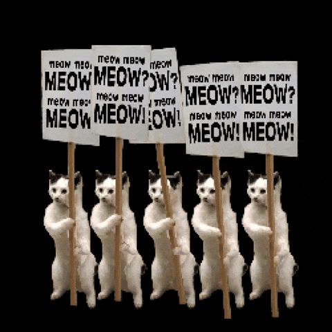 Cat Meow GIF