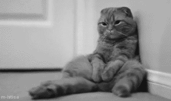 Sad Cat GIF - Find & Share on GIPHY