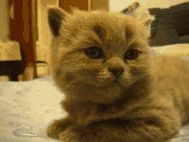 Hilo para dar las buenas noches 200.gif?cid=7d74ad2ebe39j957x30nxcby63ykxan2vhxnsnawyi77g4k6&rid=200