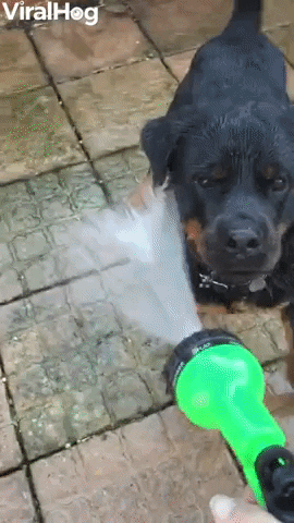 Rottweiler Loves Being Sprayed By Hose GIF by ViralHog