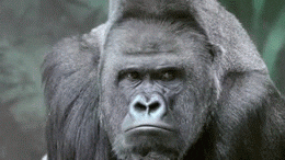 Gorilla GIF - Find & Share on GIPHY
