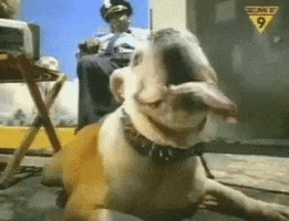 who let the dogs out GIF