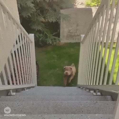 shar pei puppy GIF by NowThis 