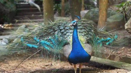 Image result for animated image of peacock in bloom gif