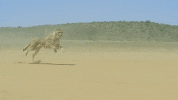 cheetah running GIF