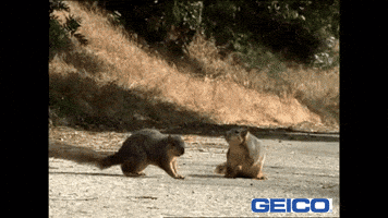 Celebration Yes GIF by GEICO