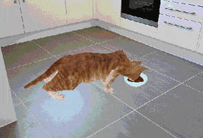 Cat GIF