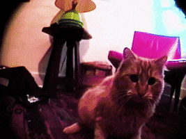 200.gif?cid=fc005b08a1ef4b4646f2000d9a2a84f4d8c824590d1e2127&rid=200.gif&ct=g