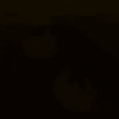 Cat Duck GIF