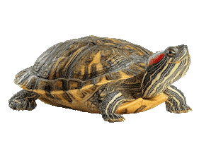 Guinea Pig Love Sticker