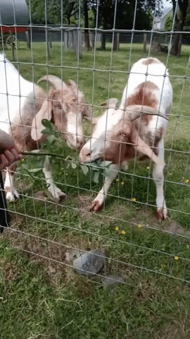 Goat GIF