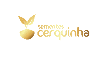 Cerquinha Dourado Sticker by Sementes Cerquinha