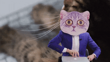 Cat Understand GIF by Bokeh Productions