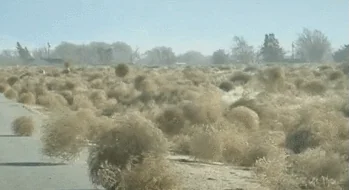 desert GIF