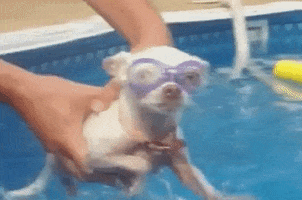 Water Swimming GIF by America's Funniest Home Videos