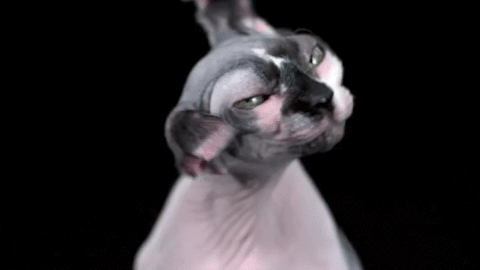 Dobby GIF - Find & Share on GIPHY