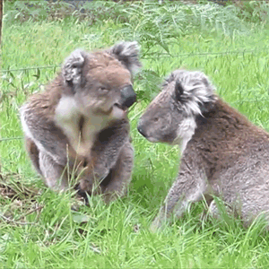 Video gif. Two koalas sit in a grassy field together and they gently touch noses, looking like they've just given each other a peck.