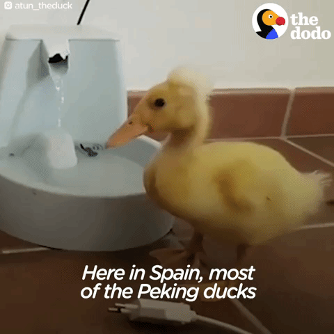 duck GIF by The Dodo