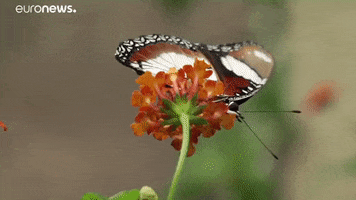 Butterfly GIF by euronews