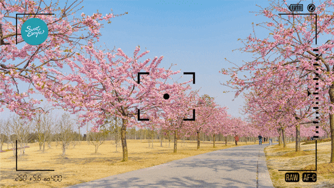 Zoom Background Cherry Blossom Cartoon GIF