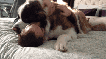 Dog Cuddle animated GIF