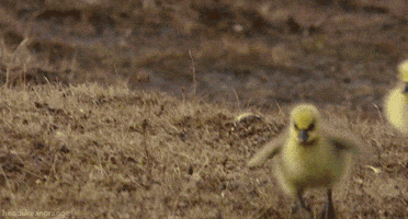 Video gif. Three baby chicks waddle across the ground.