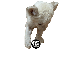 Lion Zoo Sticker by HcpSafari