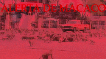 Alerta De Macaco 2 GIF
