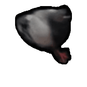 Pigeon Meme Sticker