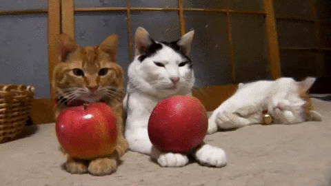 Cat Apple GIF used for prototyper une application for Amiltone