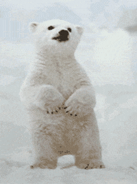 Polar-bear GIFs - Get the best GIF on GIPHY