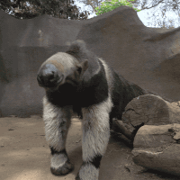 terrain-anteater-atat-ToHwgkWErBlUk